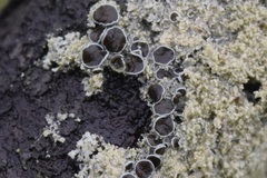 Physcia millegrana