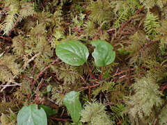 Pyrola asarifolia