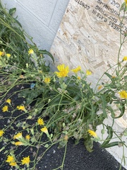 Sonchus arvensis