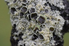 Physcia millegrana