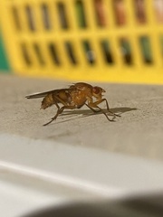 Dryomyzidae