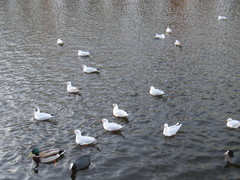 Chroicocephalus ridibundus