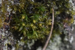 Orthotrichum anomalum