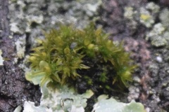 Ulota crispa