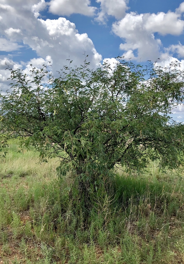 velvet mesquite from 1796–1832 N Old Ranch Rd, Saint David, AZ, US on ...