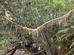 Pseudisothecium stoloniferum