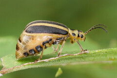 Trirhabda canadensis