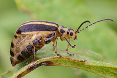 Trirhabda canadensis