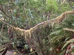 Pseudisothecium stoloniferum