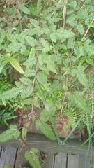 Rubus trianthus