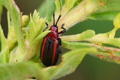 Microrhopala vittata