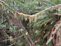 Pseudisothecium stoloniferum