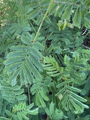 Desmanthus illinoensis