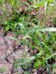 Desmodium tweedyi