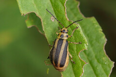 Trirhabda canadensis