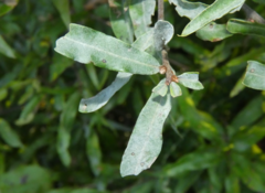 Erysiphe alphitoides