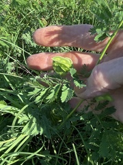 Desmanthus illinoensis
