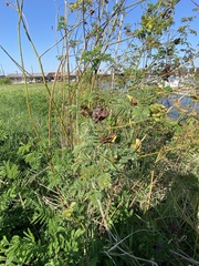 Desmanthus illinoensis