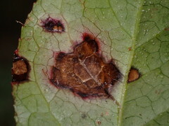 Cameraria gaultheriella