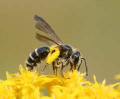 Andrena nubecula