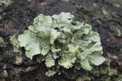 Parmotrema hypotropum