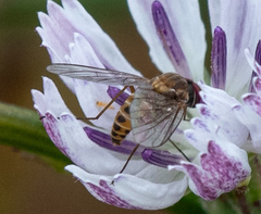 Phthiriinae