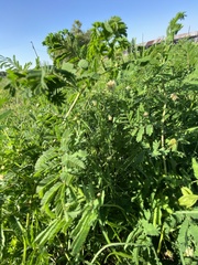 Desmanthus illinoensis