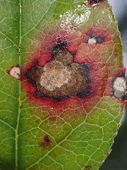 Cameraria gaultheriella