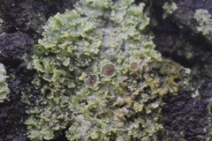 Physcia millegrana