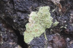 Lecanora thysanophora