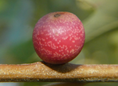 Kokkocynips imbricariae