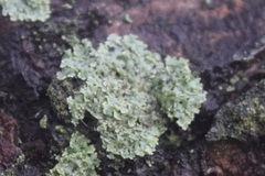 Physcia millegrana