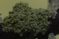 Physcia millegrana