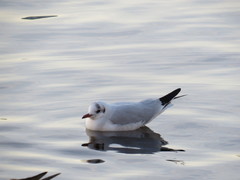 Chroicocephalus ridibundus