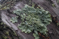 Punctelia caseana