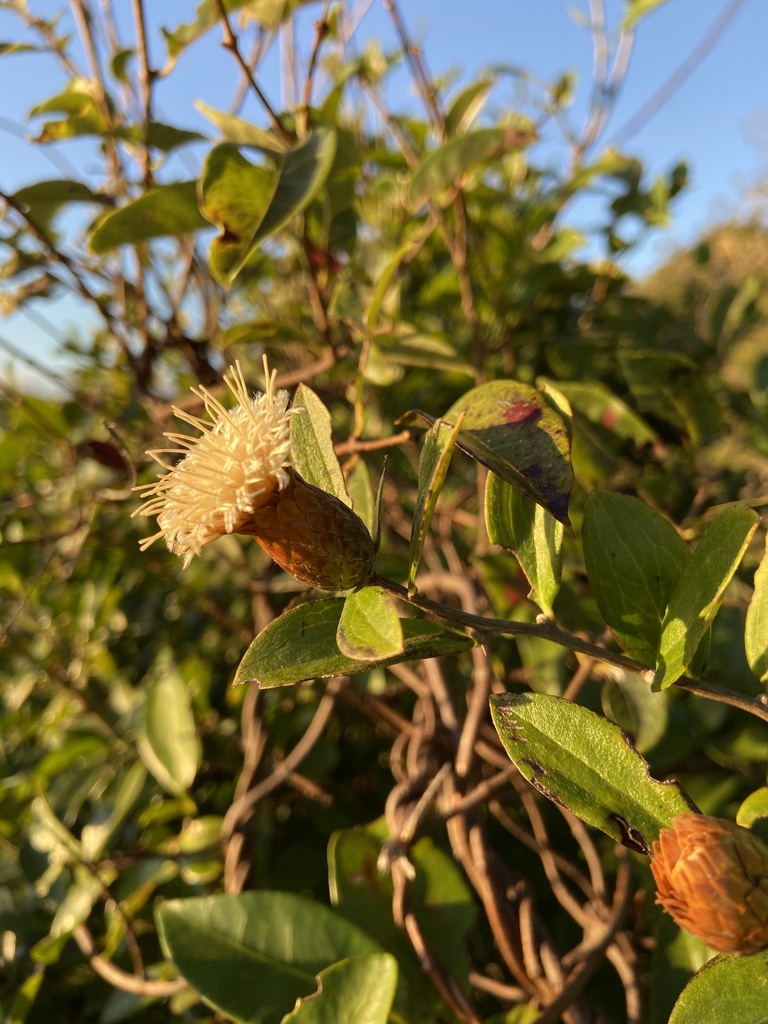 Dasyphyllum sprengelianum