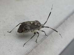 Eurystylus coelestialium