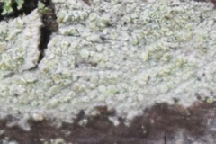 Lecanora strobilina