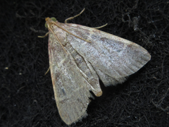 Hypsopygia glaucinalis