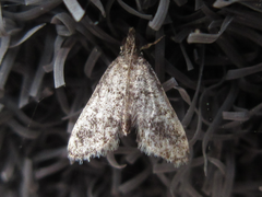 Dolicharthria bruguieralis