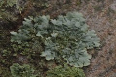 Phaeophyscia orbicularis