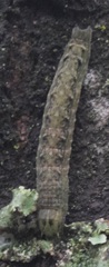 Spodoptera dolichos
