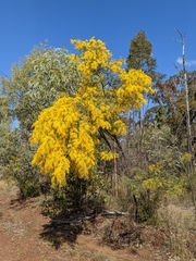 Acacia spectabilis