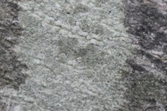 Lecanora strobilina