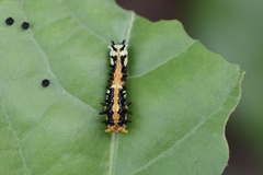 Papilio clytia