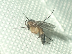 Mycetophilidae