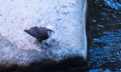 Cinclus leucocephalus