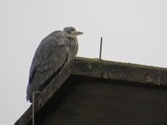 Ardea cinerea