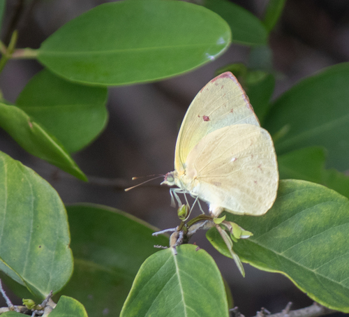 Statira Sulphur photo 5