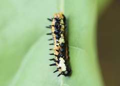 Papilio clytia